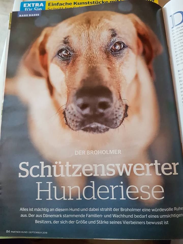 Broholmer Wurfankundigungen Welpen Termine Neuigkeiten
